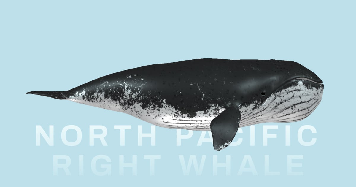 North Pacific Right Whale   North 