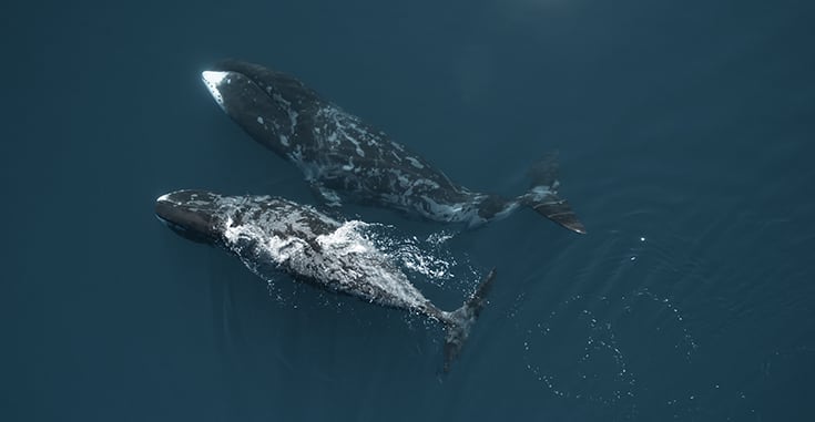 Bowhead whale