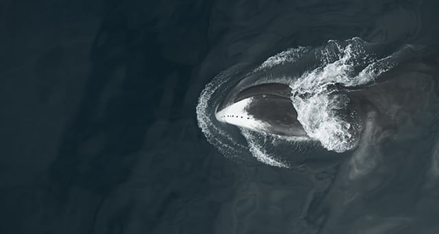 Bowhead whale