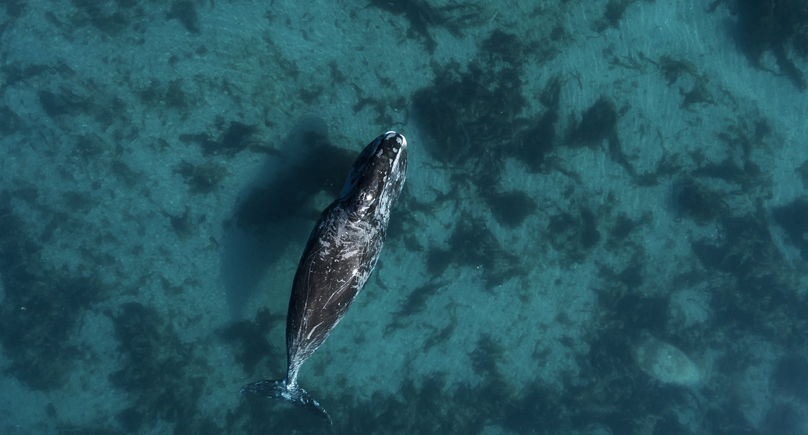 Bowhead whale