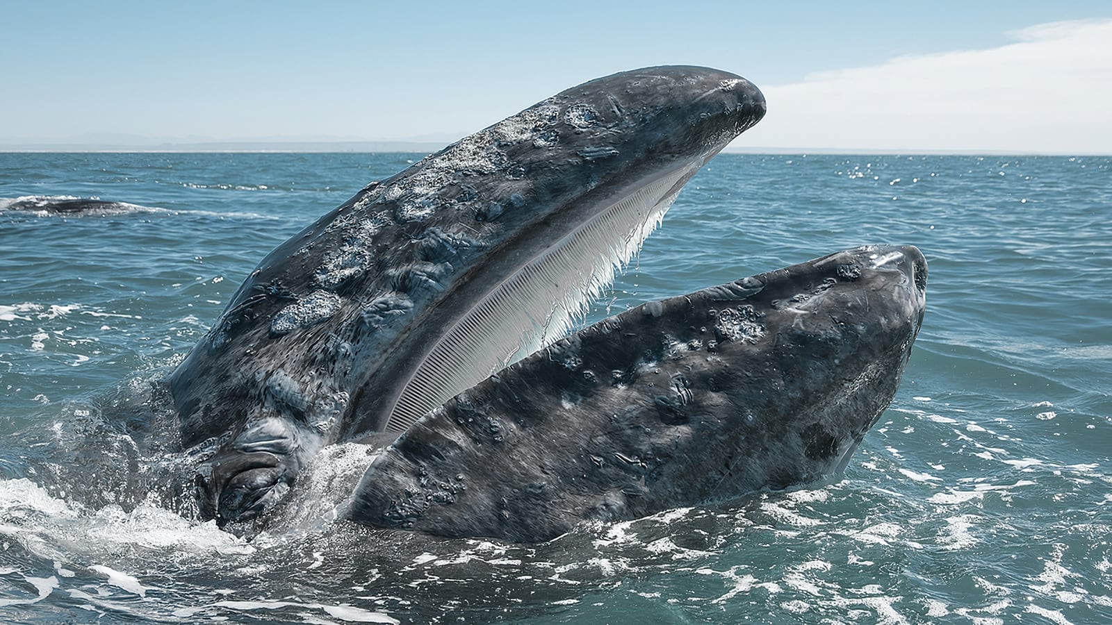 gray whale