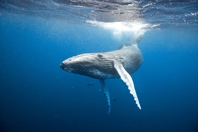 Humpback whale