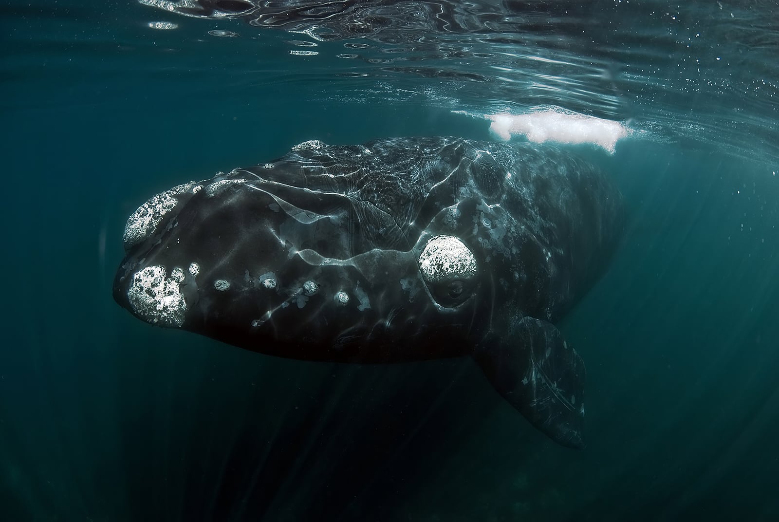 North pacific right whale